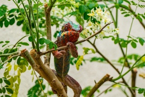 Zoo Frankfurt