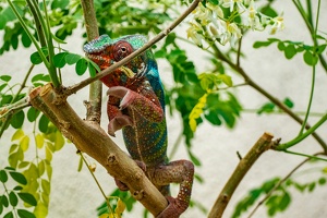 Zoo Frankfurt