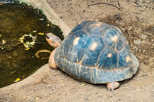 Zoo Frankfurt