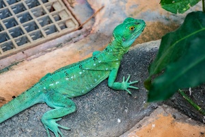 Zoo Frankfurt
