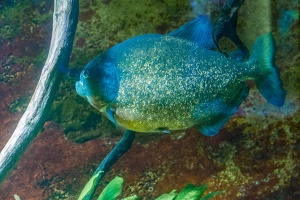 Zoo Frankfurt