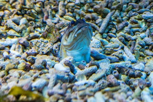 Zoo Frankfurt