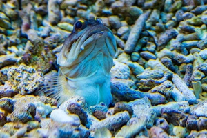 Zoo Frankfurt