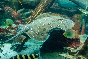 Zoo Frankfurt