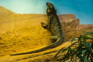 Zoo Frankfurt