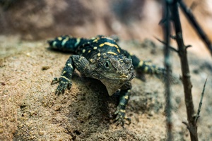 Zoo Frankfurt