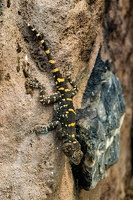Zoo Frankfurt