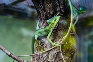 Zoo Frankfurt