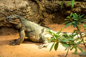 Zoo Frankfurt