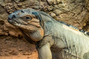 Zoo Frankfurt