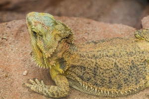 Zoo Frankfurt