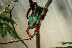 Zoo Frankfurt