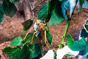 Zoo Frankfurt