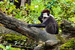 Zoo Frankfurt
