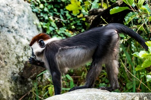 Zoo Frankfurt