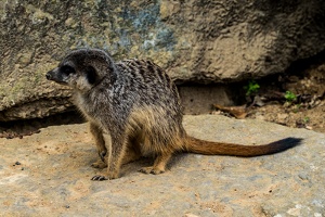 Zoo Frankfurt