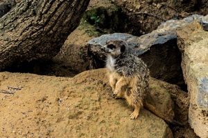 Zoo Frankfurt