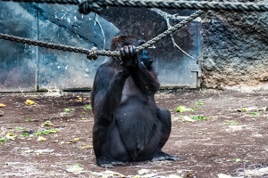 Zoo Frankfurt