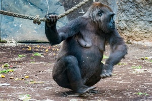 Zoo Frankfurt