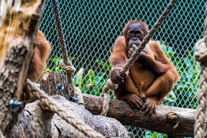 Zoo Frankfurt