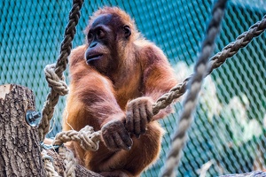 Zoo Frankfurt