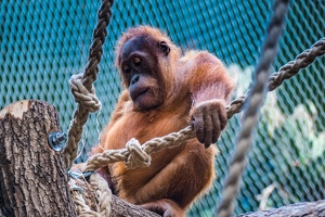 Zoo Frankfurt