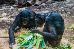 Zoo Frankfurt