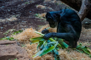 Zoo Frankfurt