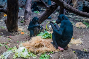 Zoo Frankfurt
