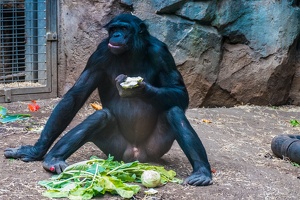 Zoo Frankfurt