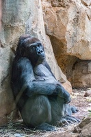 Zoo Frankfurt