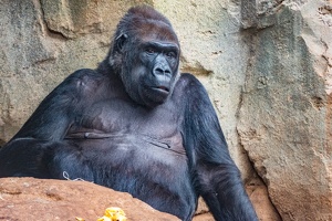 Zoo Frankfurt