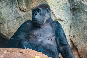 Zoo Frankfurt