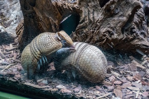 Zoo Frankfurt