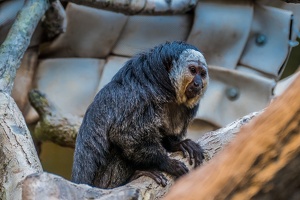 Zoo Frankfurt