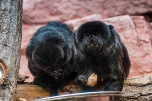 Zoo Frankfurt