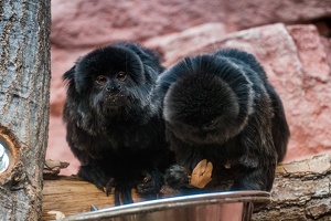 Zoo Frankfurt
