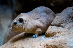 Zoo Frankfurt