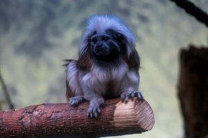 Zoo Frankfurt