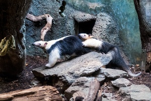 Zoo Frankfurt