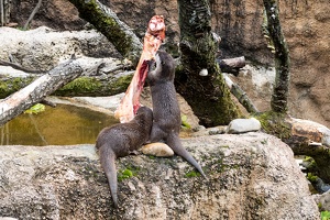 Zoo Frankfurt