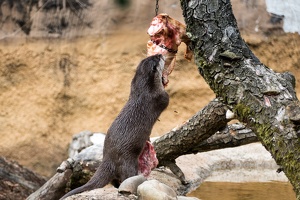 Zoo Frankfurt