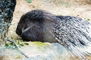 Zoo Frankfurt