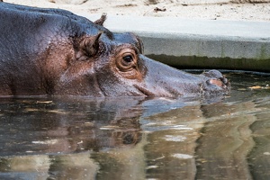 Zoo Frankfurt