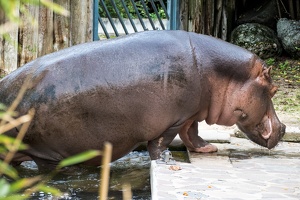 Zoo Frankfurt