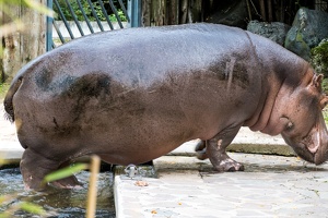 Zoo Frankfurt
