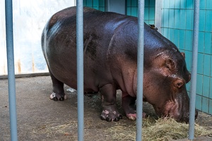Zoo Frankfurt