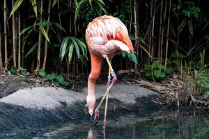Zoo Frankfurt