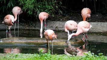 Zoo Frankfurt