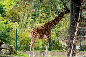 Zoo Frankfurt